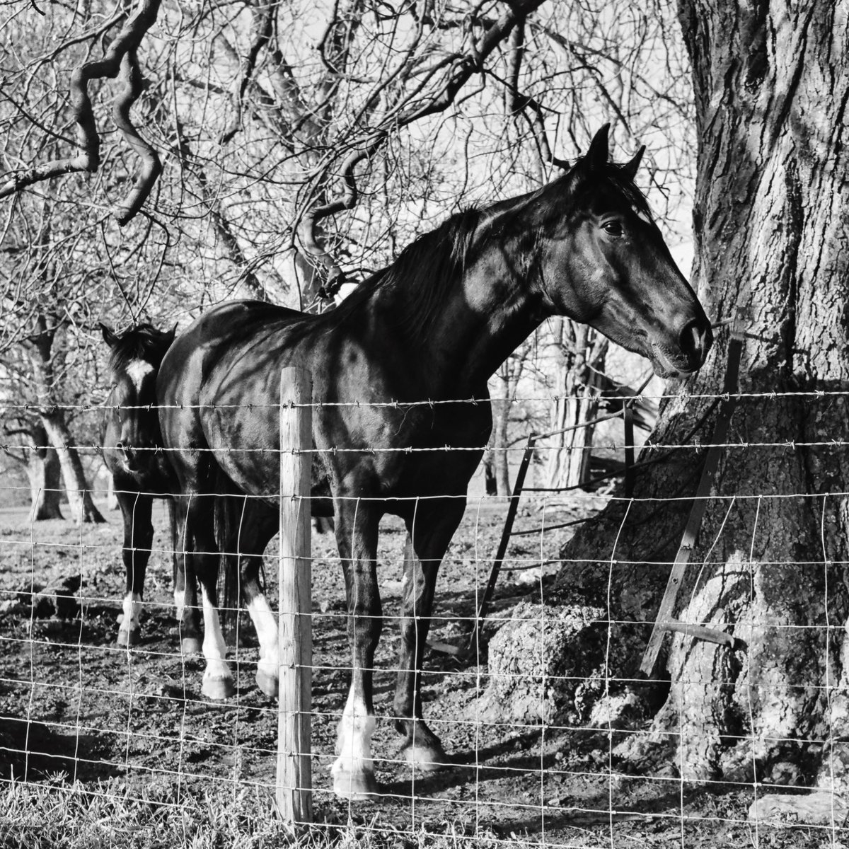 Flashofdark's tweet image. Horses in dappled shade.  Shot with a #leicaM6 #filmphotography #leica #horses