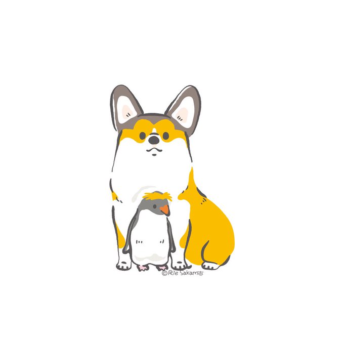 「corgi」のTwitter画像/イラスト(新着))