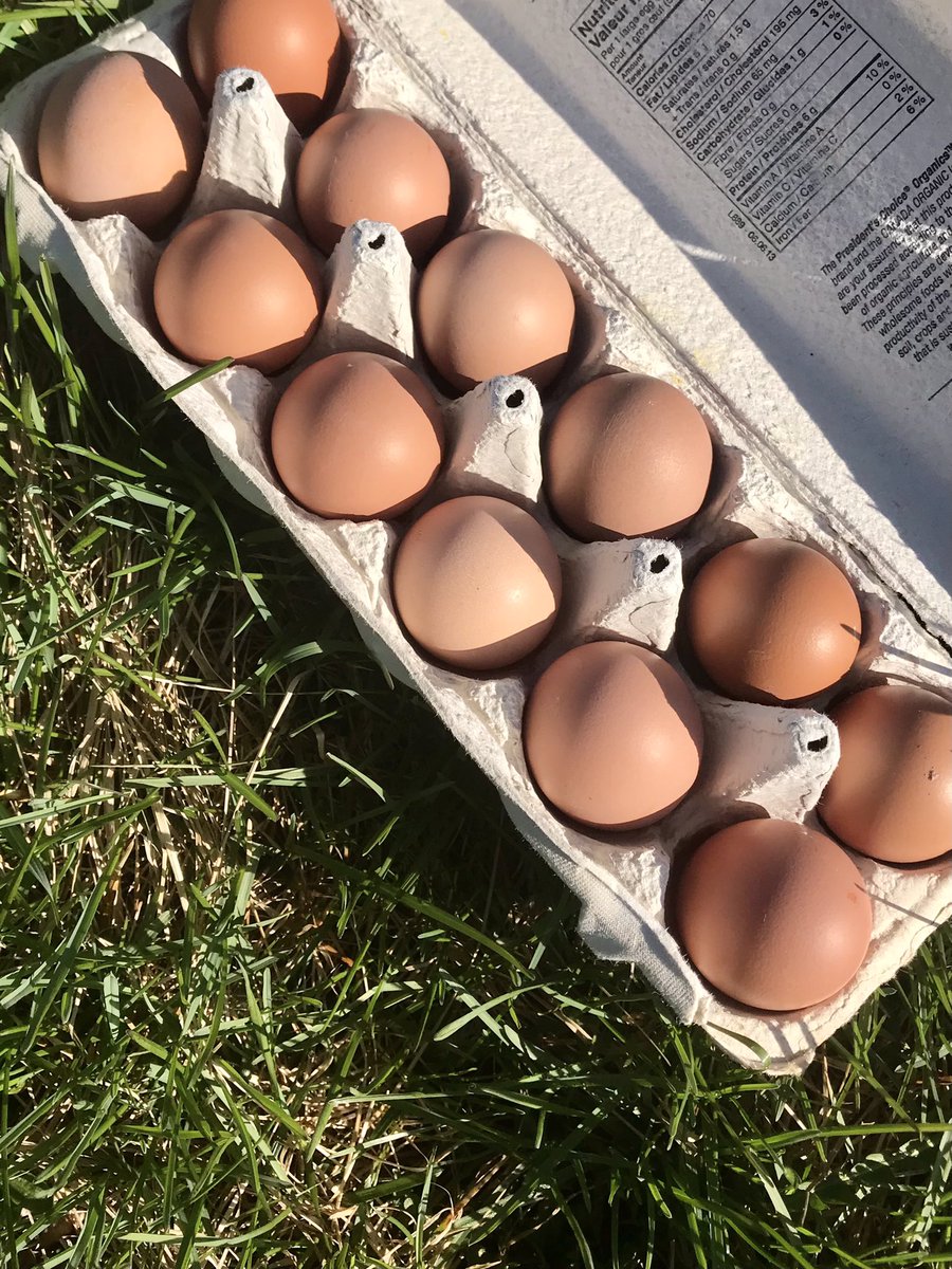 PastureHill's tweet photo. Small #pastured #freerange eggs $3/doz in limited quantities this Sat. @AlderneyLanding farmers market! https://t.co/y3e4Lo1CrO