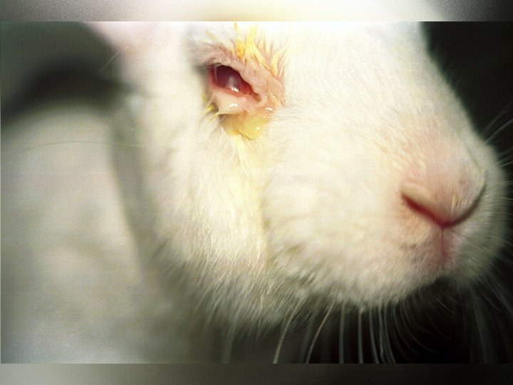 La història d'en Ralph no és fictícia. Digueu NO a les marques que no certifiquen la no experimentació. A vosaltres no us va la vida, a ells, sí.