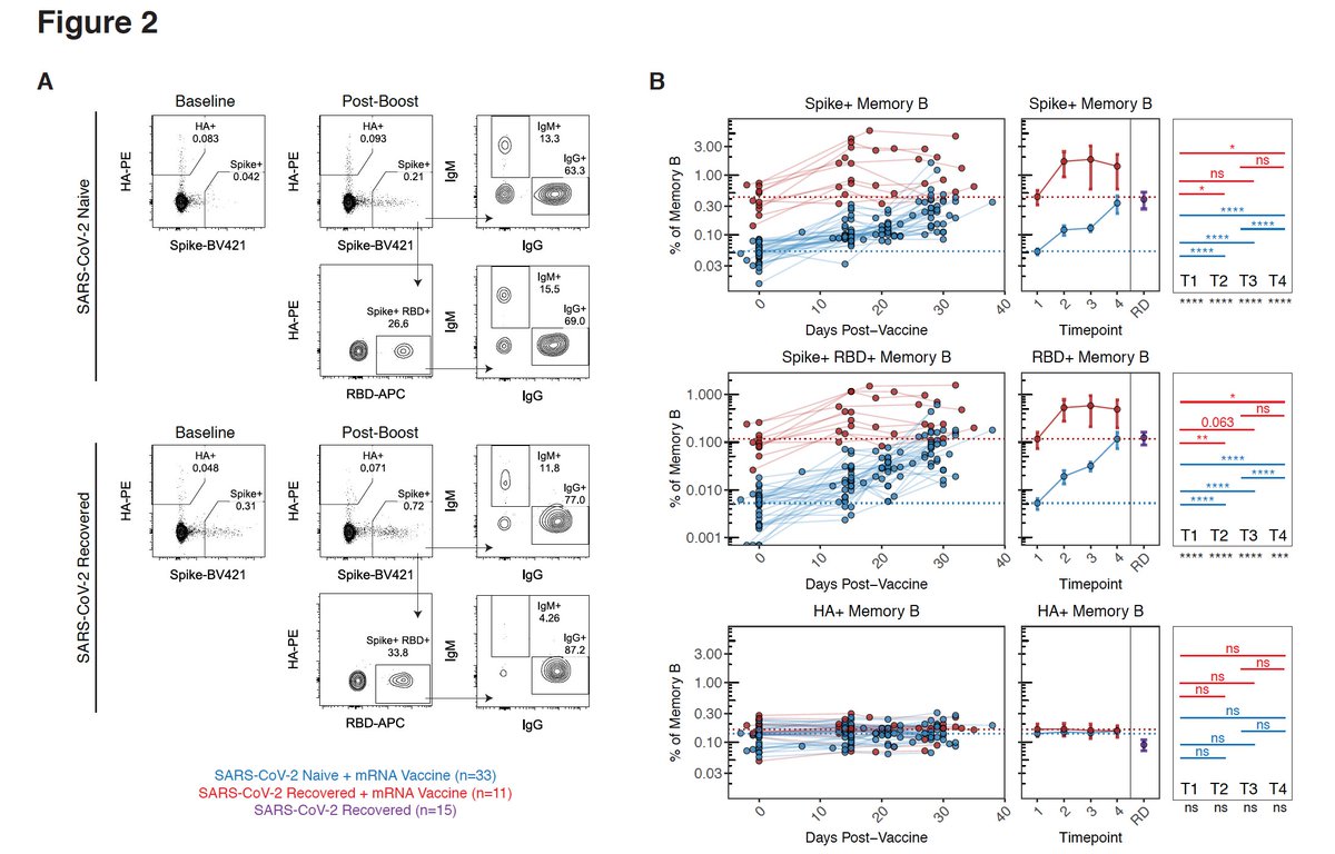 We also looked at memory B cells using a strategy inspired by  @profshanecrotty  @TheBcellArtistmRNA vax induced robust memory B cell responses to full-length spike & RBD1 dose = peak response in recovered folks. Continued improvement w/ 2nd dose in the SARS-CoV-2 naive group