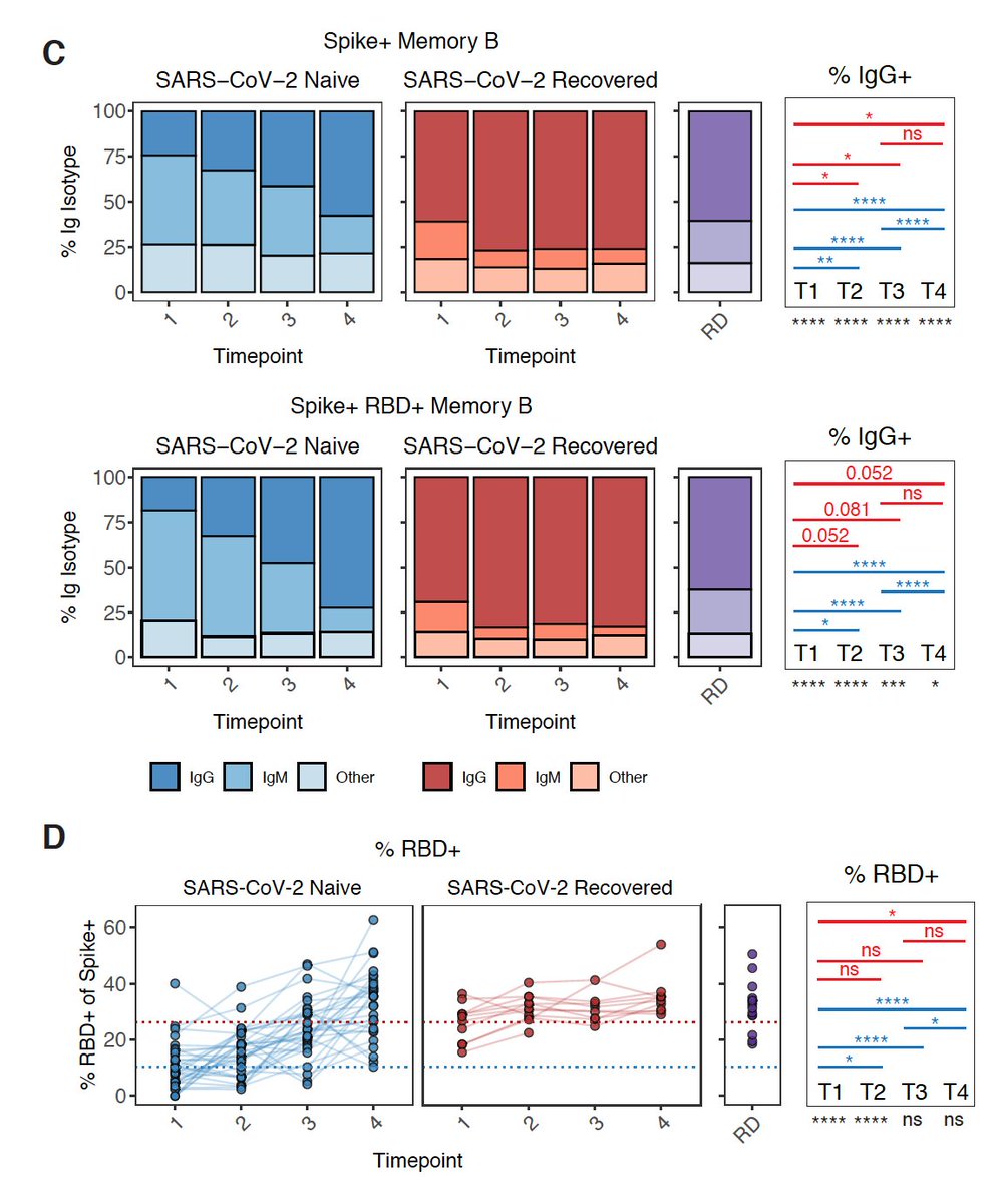 In SARS-CoV-2 naive individuals, these memory cells continue to improve over time. Increase in % of IgG+ cells and also a focusing of the response on the RBDRecovered individuals again get little qualitative benefit to their B cell response from 2nd dose