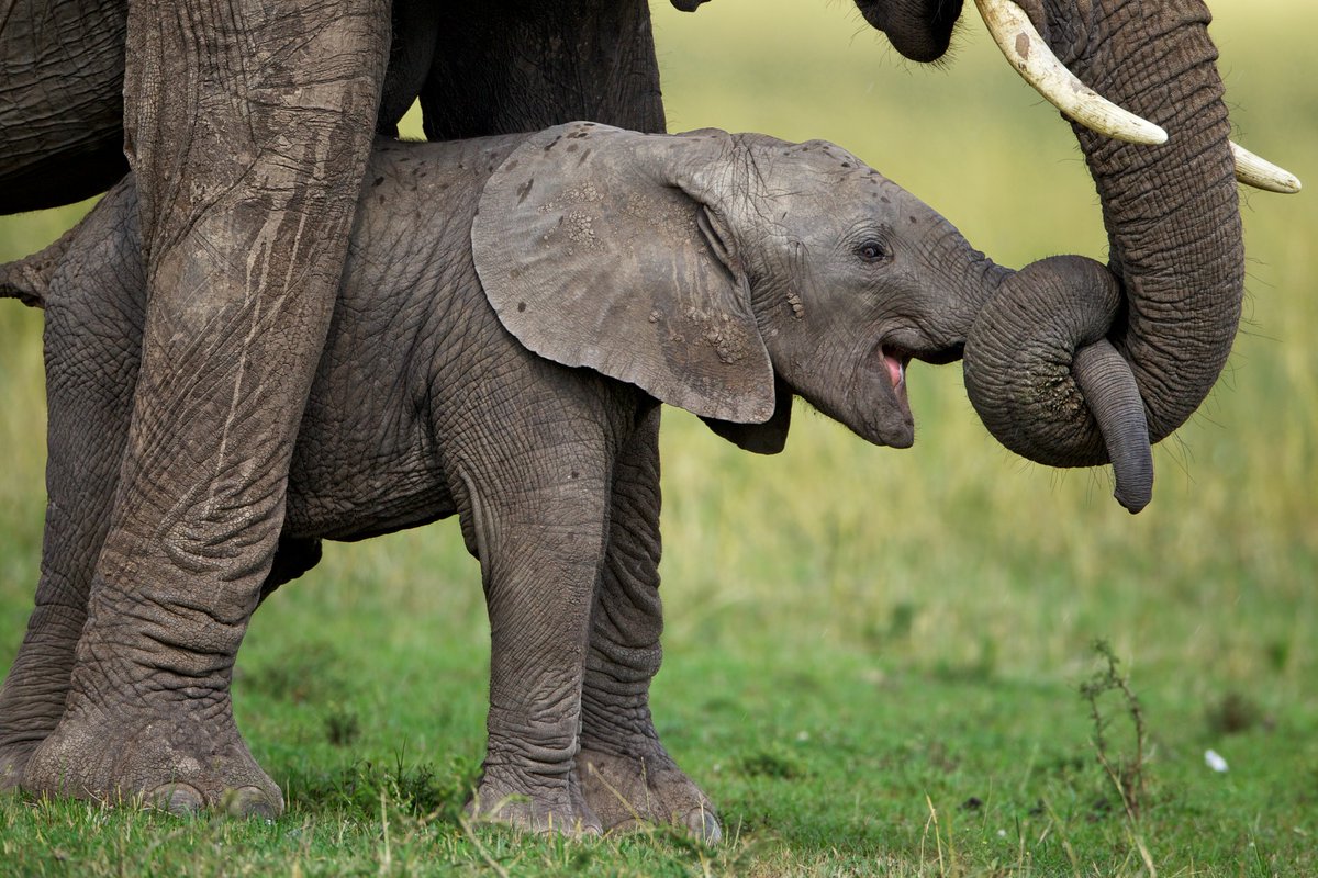 A newborn elephant is taught to use its trunk by its mother in Serengeti National Park, Tanzania. #SavetheElephantDay