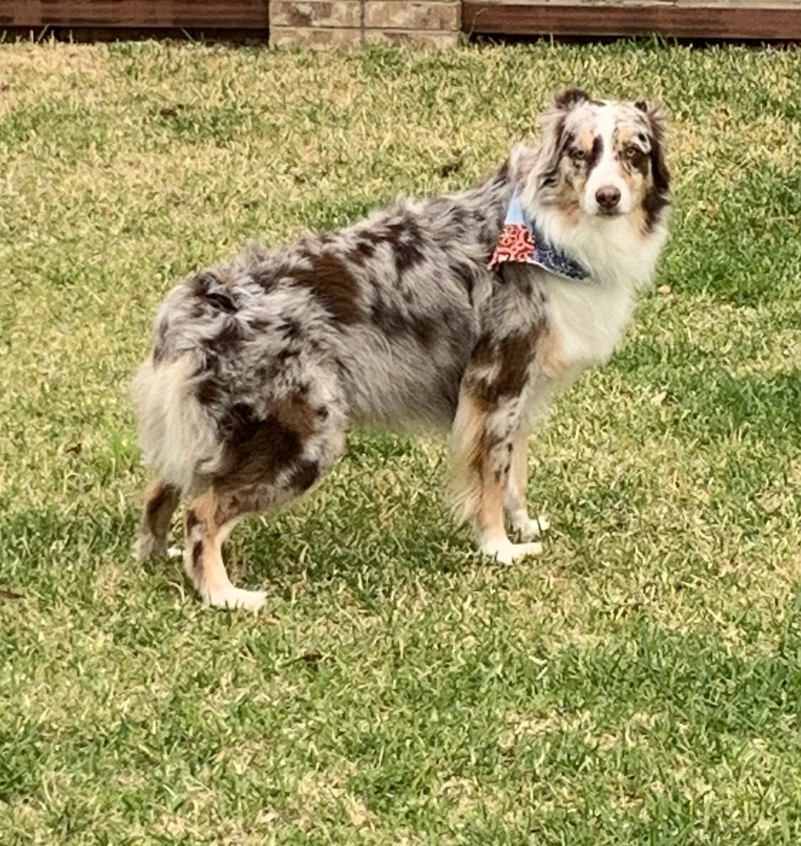 Thank You Barks and Bubbles <a href="/GR_CTC/">Gilbreath-Reed CTC</a> for another successful clean and cut! #Hankthecowdog loved it! 

Highly recommend you checking them out. Efficient pricing, great customer service and supports the kids.