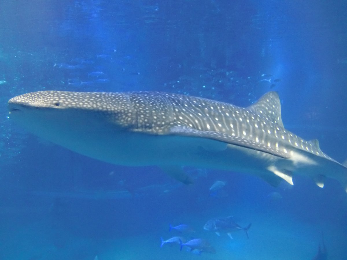 犬の尻尾 海の生き物 海は地球の表面の約70パーセントを覆っているけど 人は海の生き物のことがあまり分からない 人間は可笑しいね 笑 小話 小説 愛犬 犬 ワンちゃん 犬の飼い主 お笑い 犬好き いぬ 熱帯魚 鮫 ワンコ コメディ 写真