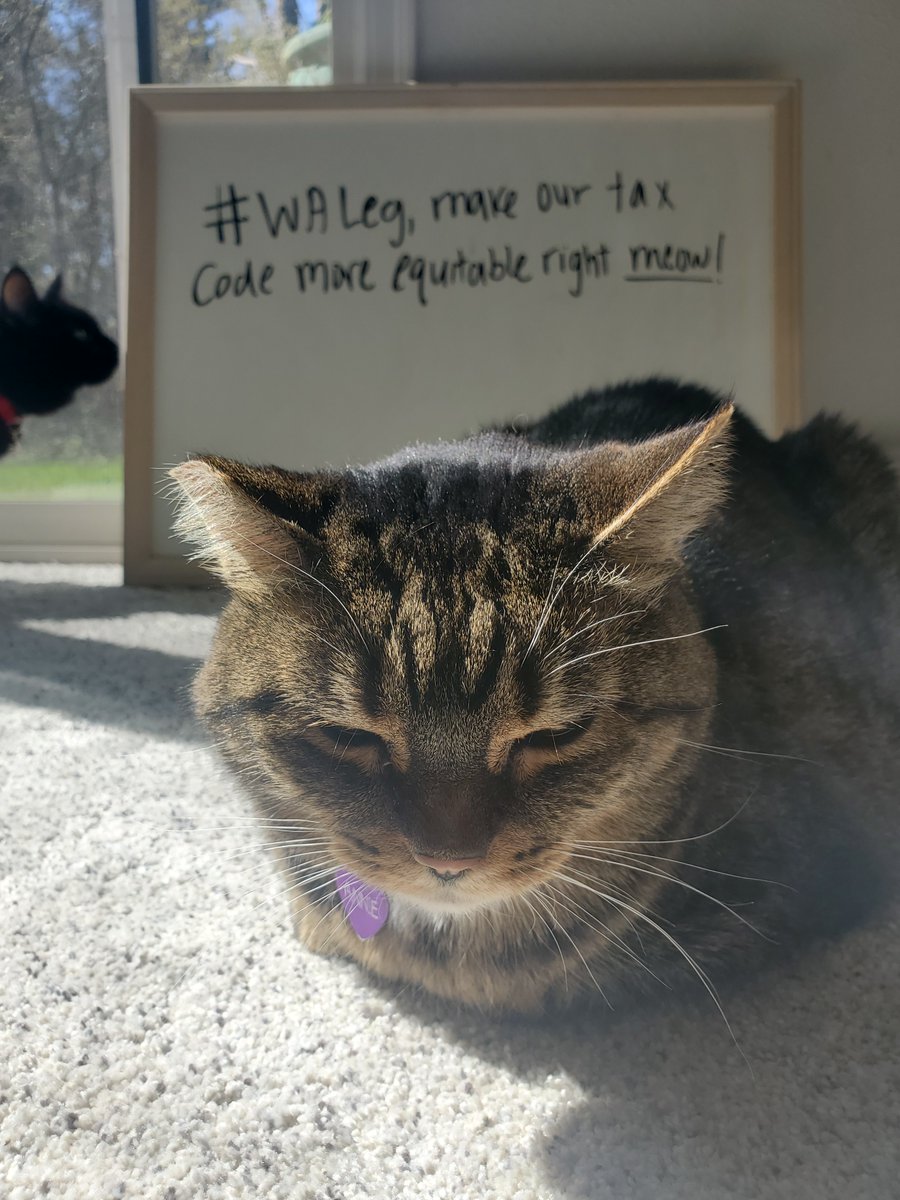 budget_policy's tweet photo. 🤩Even @MargaretBabayan’s cat is fed up with WA’s #TerribleTaxCode! #CapitalGainsTaxDay #RevenueForRecovery #RevenueCantWait #WALeg https://t.co/sJXQ4s8xL5