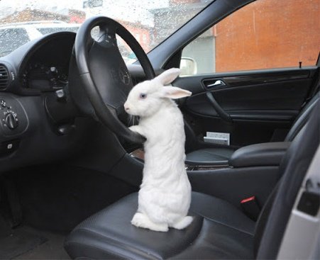 Заяц через дорогу