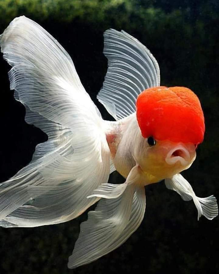 A Beautiful Oranda Gold Fish. 💕