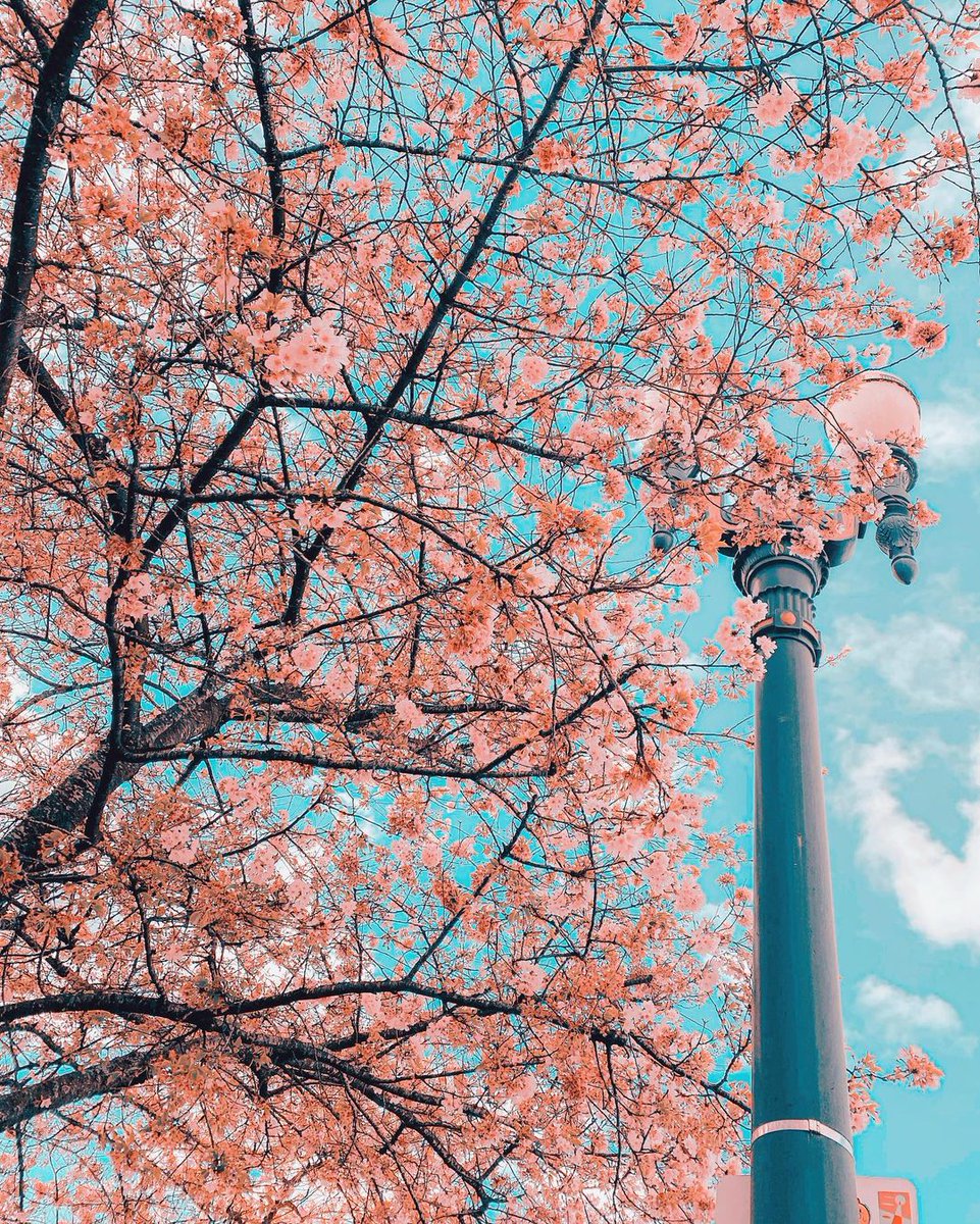 Alex under a Cherry Blossom Tree🌳🌸