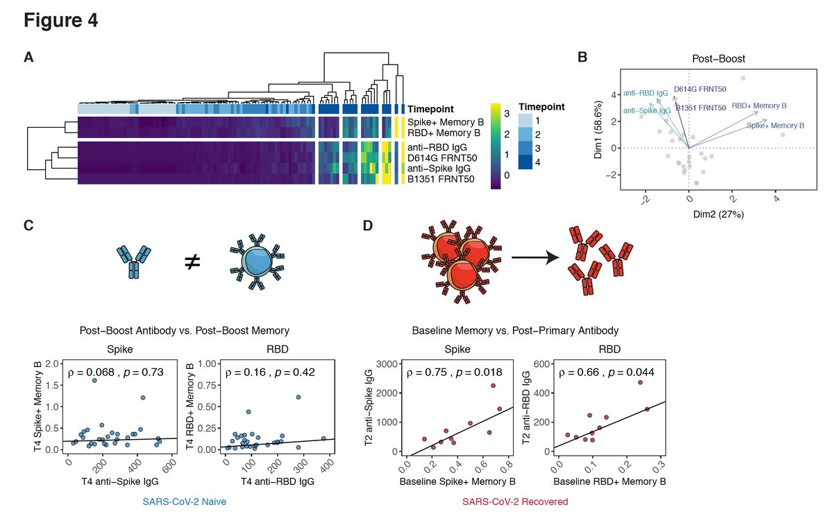 Relationships btw these different measures of immunity: do antibodies predict memory (or vice versa)?Turns out that just measuring post-boost antibodies doesn't tell us much about memory. BUT baseline memory does predict antibody recall upon re-exposure in recovered folks