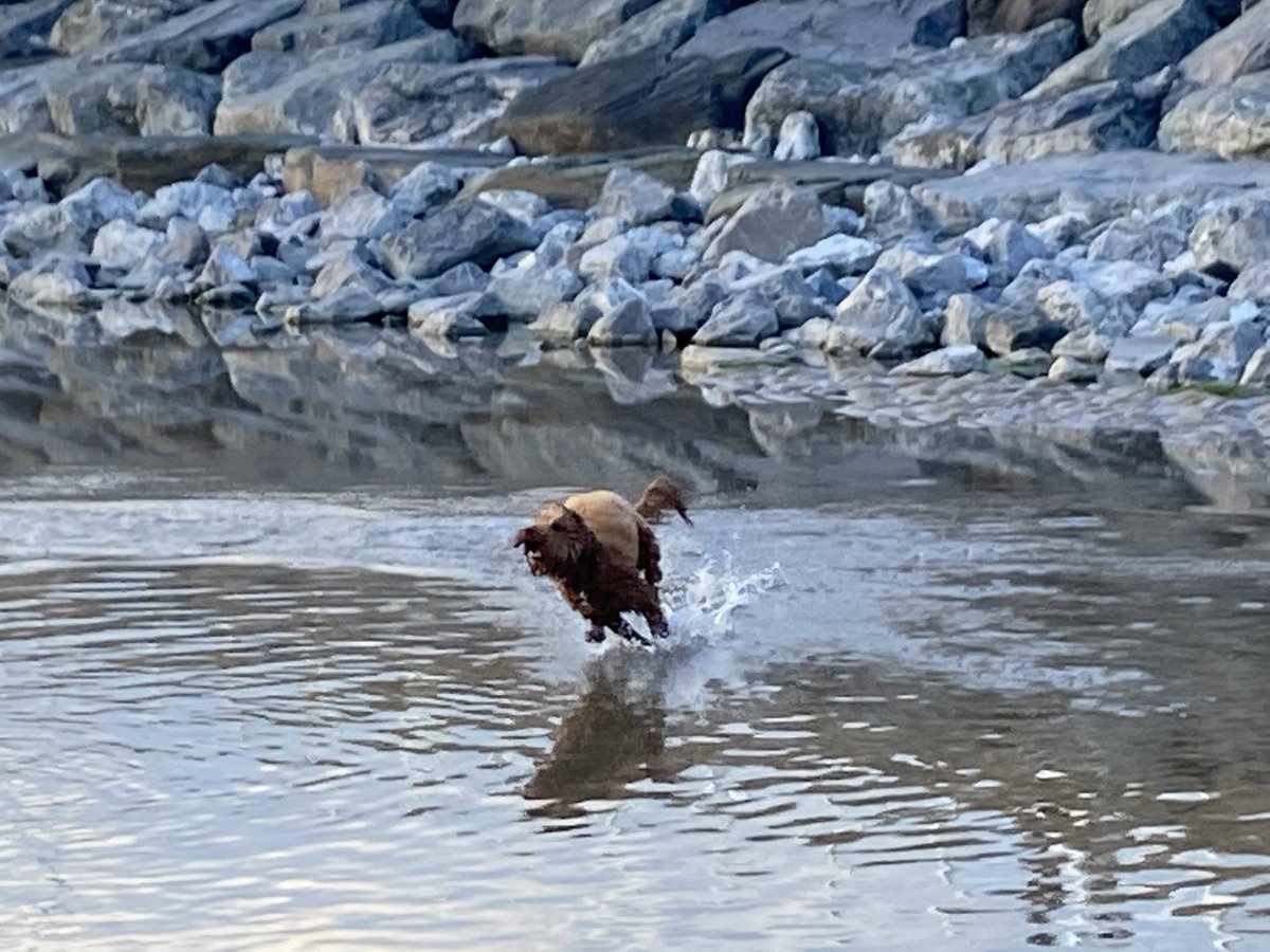Lexiedog3's tweet image. Zoomies on the beach tonight, I’m such a lucky girl 🐾❤️