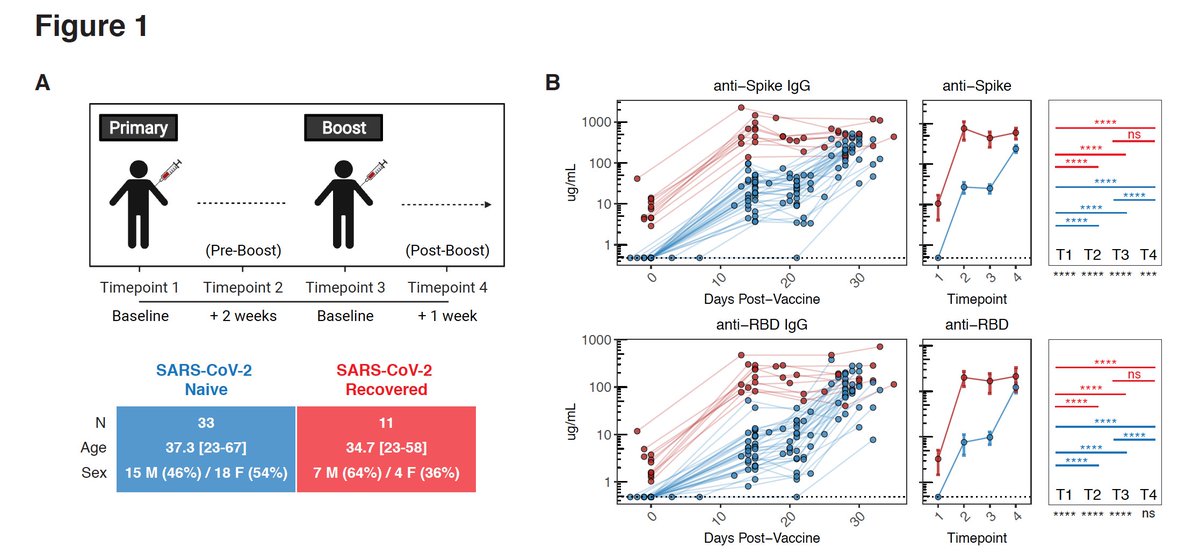 As others (including  @florian_krammer  @Daltmann10 etc) have shown, folks who have recovered from COVID only need 1 dose to get peak antibody responses to full-length spike protein and the RBD. People who are SARS-CoV-2 naive need 2 doses for optimal responses