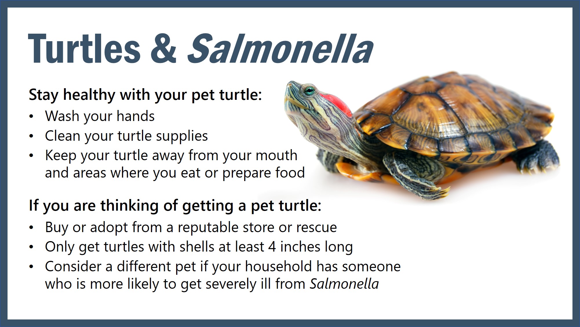 How Do I Know If My Turtle Has Salmonella?  