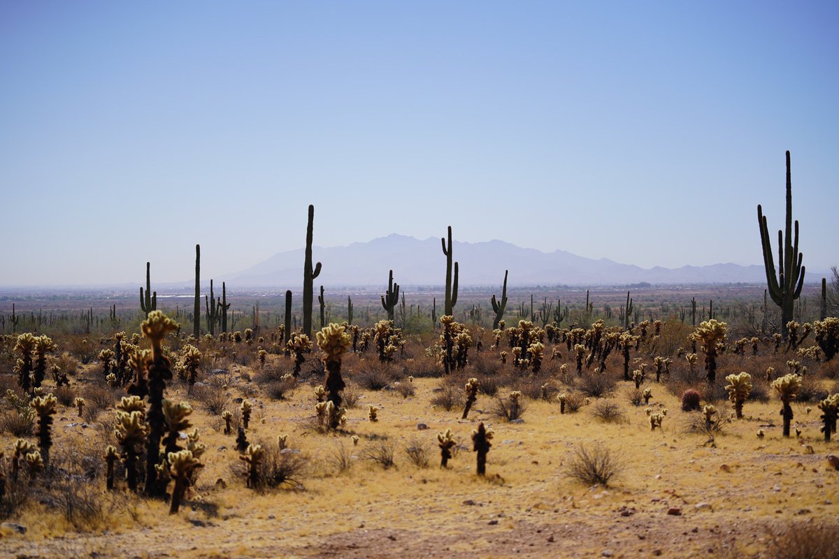andrewthomas___'s tweet photo. 15 minutes from In and Out Burger

#arizona #fall #tbt #njphotographer #nature #desert #whitetankmountains #cactusofinstagram #wildwest #travel #outdoors #hikes #andrewthomasphotography

https://t.co/g8p07xKB3h https://t.co/kzqtobGH2j