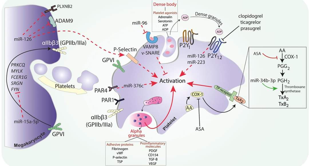 I-COMET (@icomet_team) on Twitter photo Our discussion on #prognostic and #diagnostic values of #miRNAs levels related to #plateletreactivity, presenting its interindividual variability and substantial role of #genetics
#antiplatelettreatment #DAPT
<a href="/MarekPostula/">Marek Postula</a> <a href="/cereneyileten/">Ceren Eyileten</a> <a href="/JSillerMatula/">Jolanta SillerMatula, MD PhD</a> frontiersin.org/articles/10.33… Our discussion on #prognostic and #diagnostic values of #miRNAs levels related to #plateletreactivity, presenting its interindividual variability and substantial role of #genetics
#antiplatelettreatment #DAPT
<a href="/MarekPostula/">Marek Postula</a> <a href="/cereneyileten/">Ceren Eyileten</a> <a href="/JSillerMatula/">Jolanta SillerMatula, MD PhD</a> frontiersin.org/articles/10.33…
