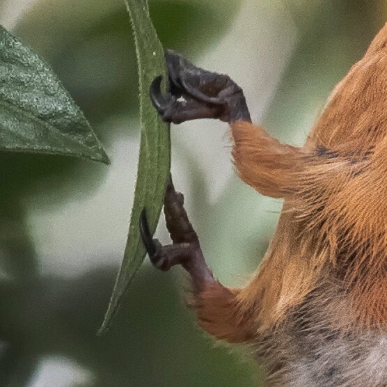 diegoetorres's tweet photo. Ojo al delicado agarre del colibrí a la hoja mientras visita la flor. 🤯🤯🤯 https://t.co/eHHOfJheWr