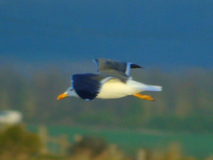 OareMarshes's tweet photo. A cold evening #MyPatch to watch #sunset.
Not a single #Blackwit to be seen on the scrape or fields....hope i havent missed them leaving for breeding grounds?
This cracking #LBBGull over East scrape.
A few #Swallow too. Only stayed 30mins. Brrrr. https://t.co/osnGl04pi8