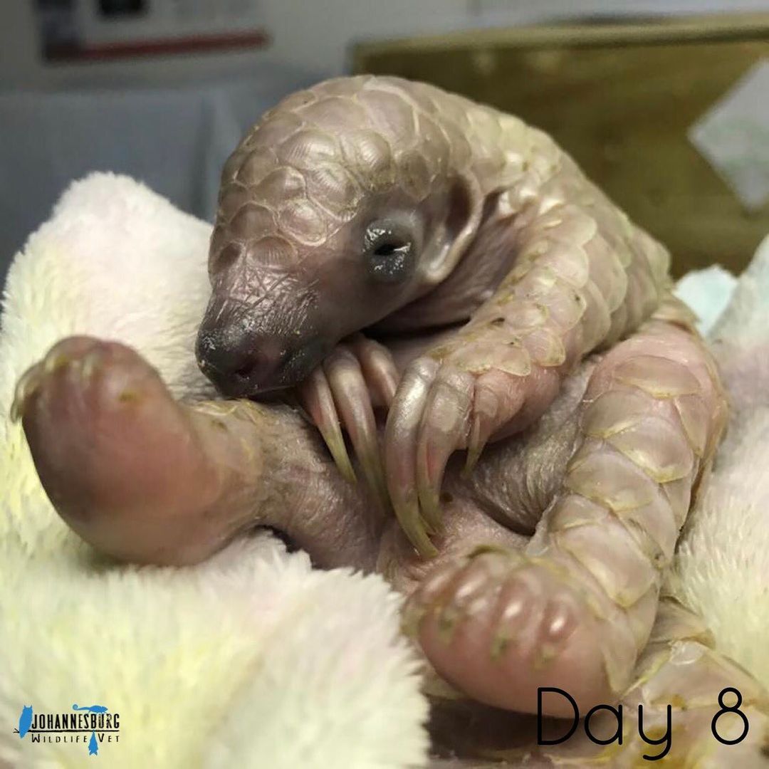 Pangolin Crisis Fund tweet media