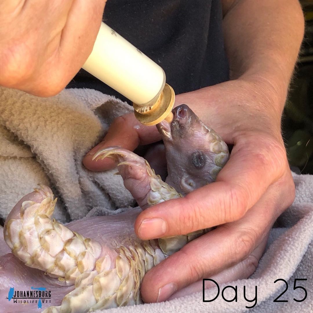Born after her pregnant mother was rescued from the illegal wildlife trade in October, Tot the #pangolin has beaten the odds and is still thriving thanks to the Johannesburg Wildlife Veterinary Hospital. timeslive.co.za/news/south-afr…