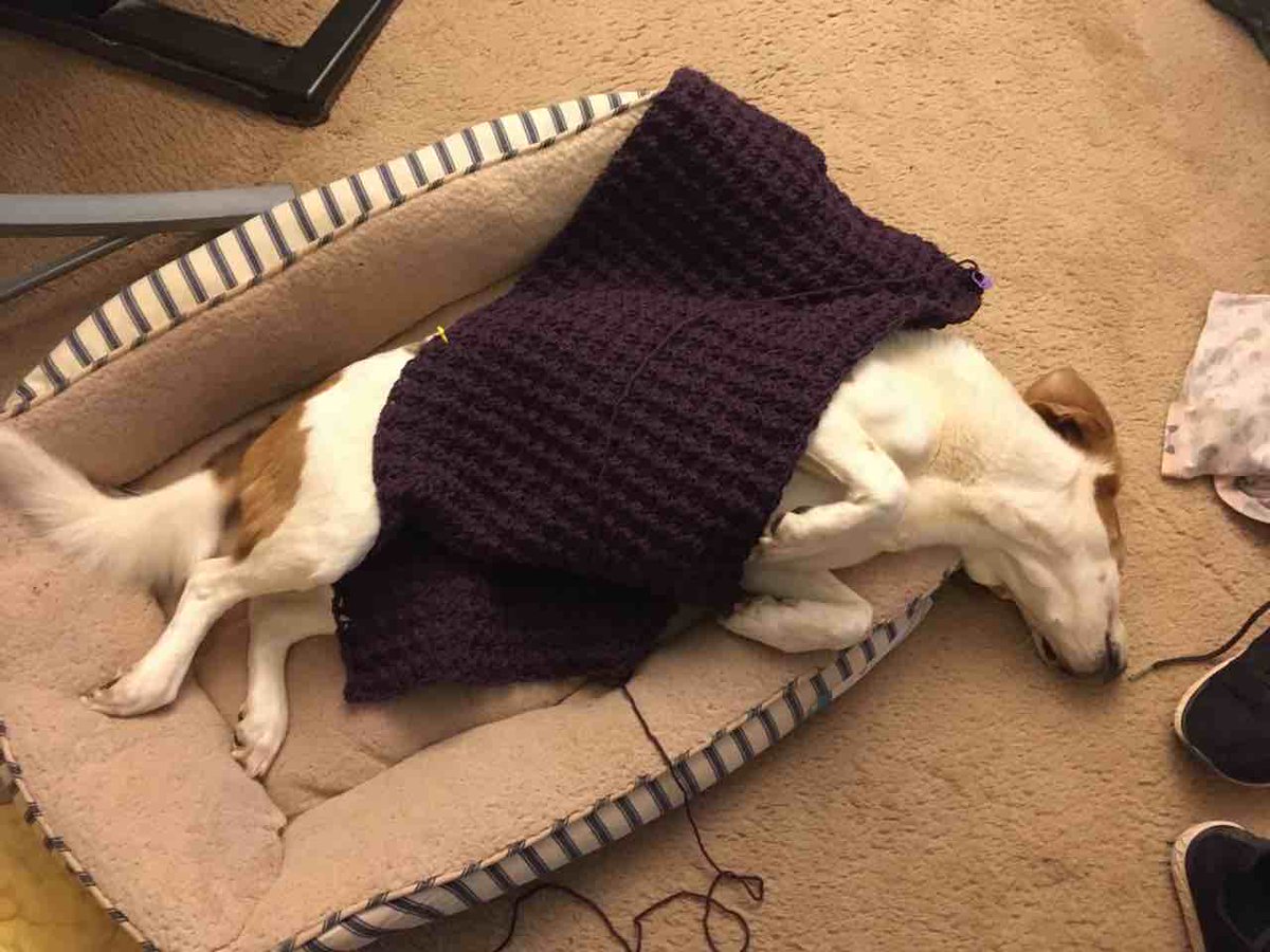 bethwodzinski's tweet photo. I am learning to crochet! My first project is a dog blanket, here being expertly modeled by Sadie. It’s about 31” x 15”. One week of progress! https://t.co/RHoLRcScQf