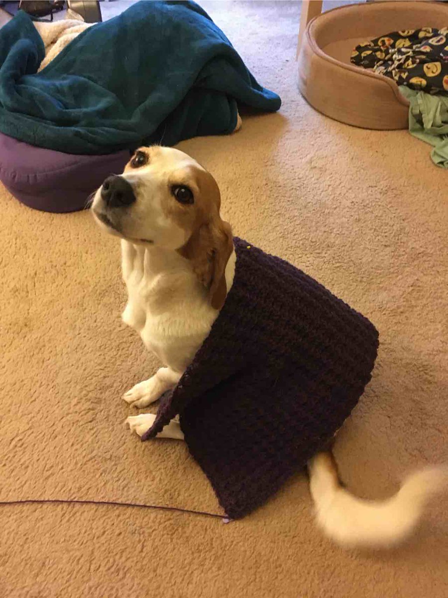 bethwodzinski's tweet photo. I am learning to crochet! My first project is a dog blanket, here being expertly modeled by Sadie. It’s about 31” x 15”. One week of progress! https://t.co/RHoLRcScQf