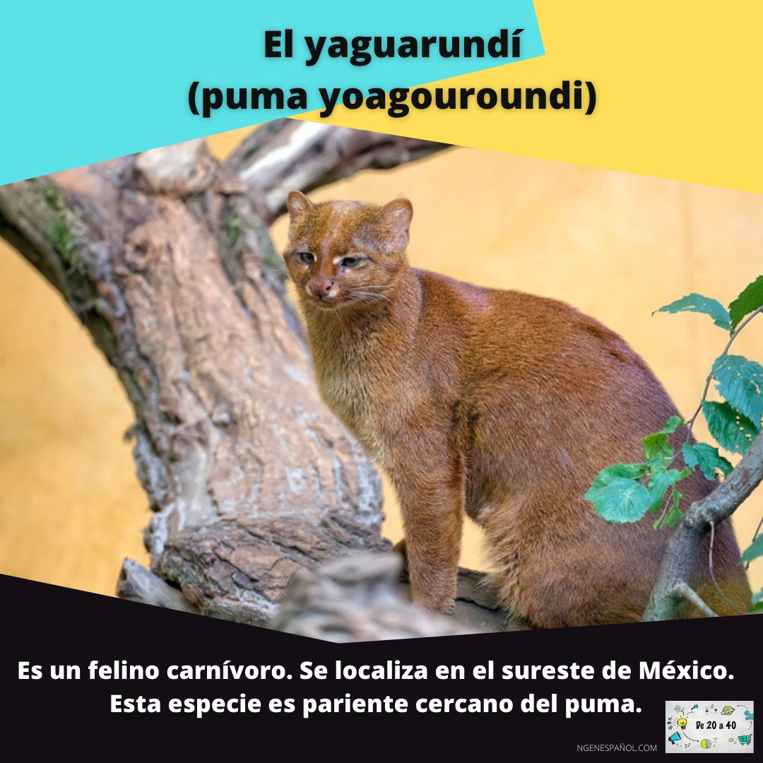 veinte_cuarenta's tweet photo. México es uno de los pocos países megadiversos que hay en el mundo. 
.
.
.
@natgeo @natgeolatam #animals #mexico #animalesmexicanos #parati #animalesenpeligrodeextincion #xochimilco https://t.co/hUU9yZvkko