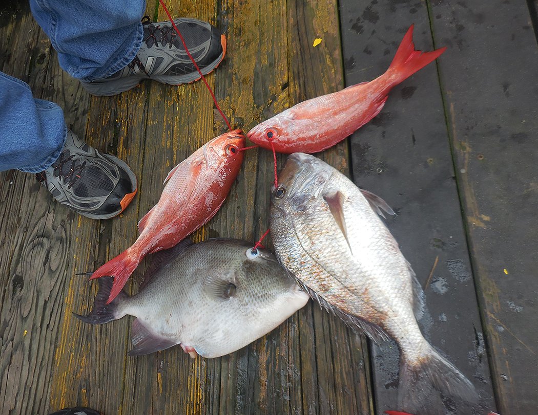 ReelSurprise's tweet photo. Nice! When’s dinner? #reserveyourcharter #orangebeachfishing #orangebeachcharters #OrangeBeachFish #shareyourfishingphotos #reelsurprisecharters #customizedcharters #familyfishing #alabamagulfcoast https://t.co/nNZgVgsT7R