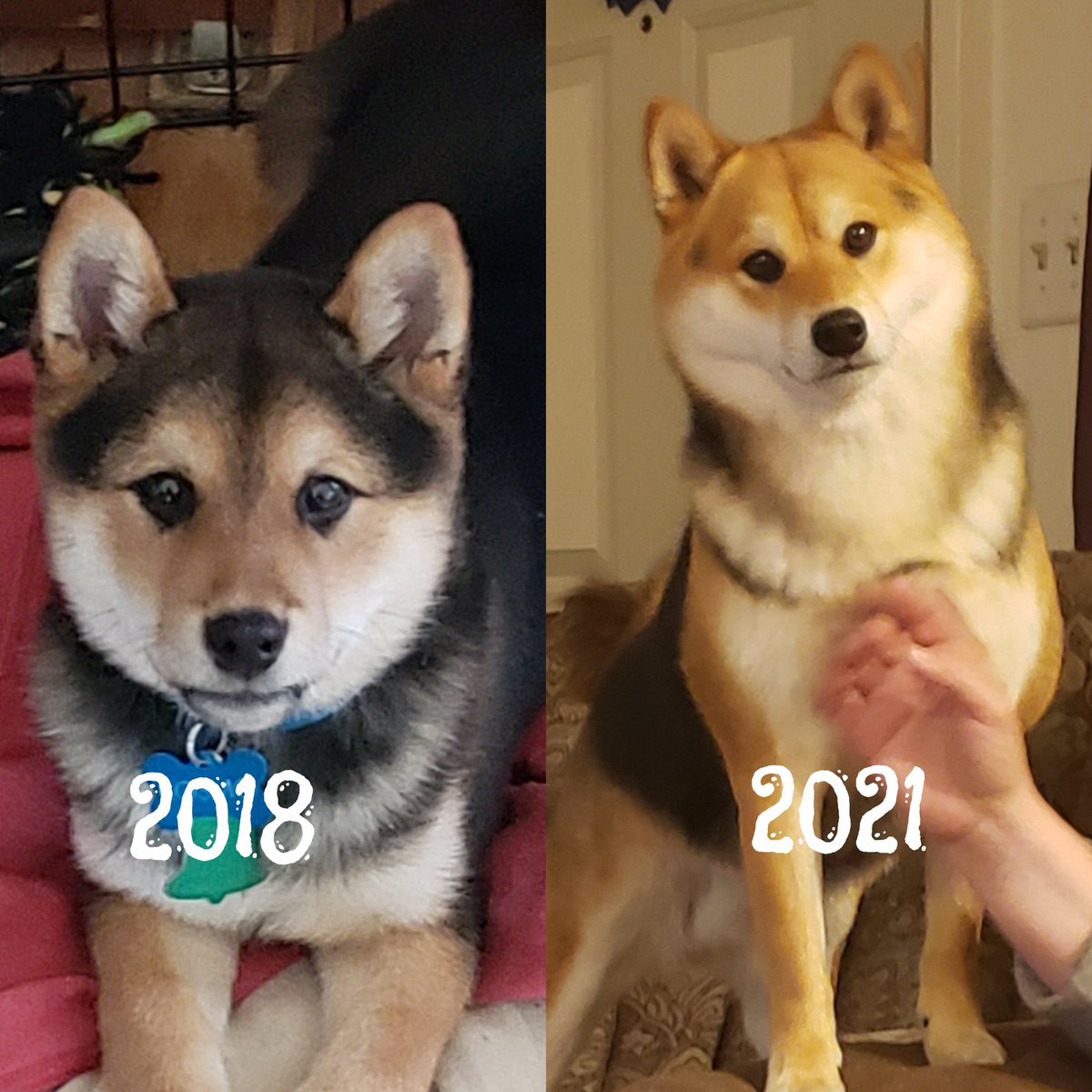 The good boy is also a pretty boy.