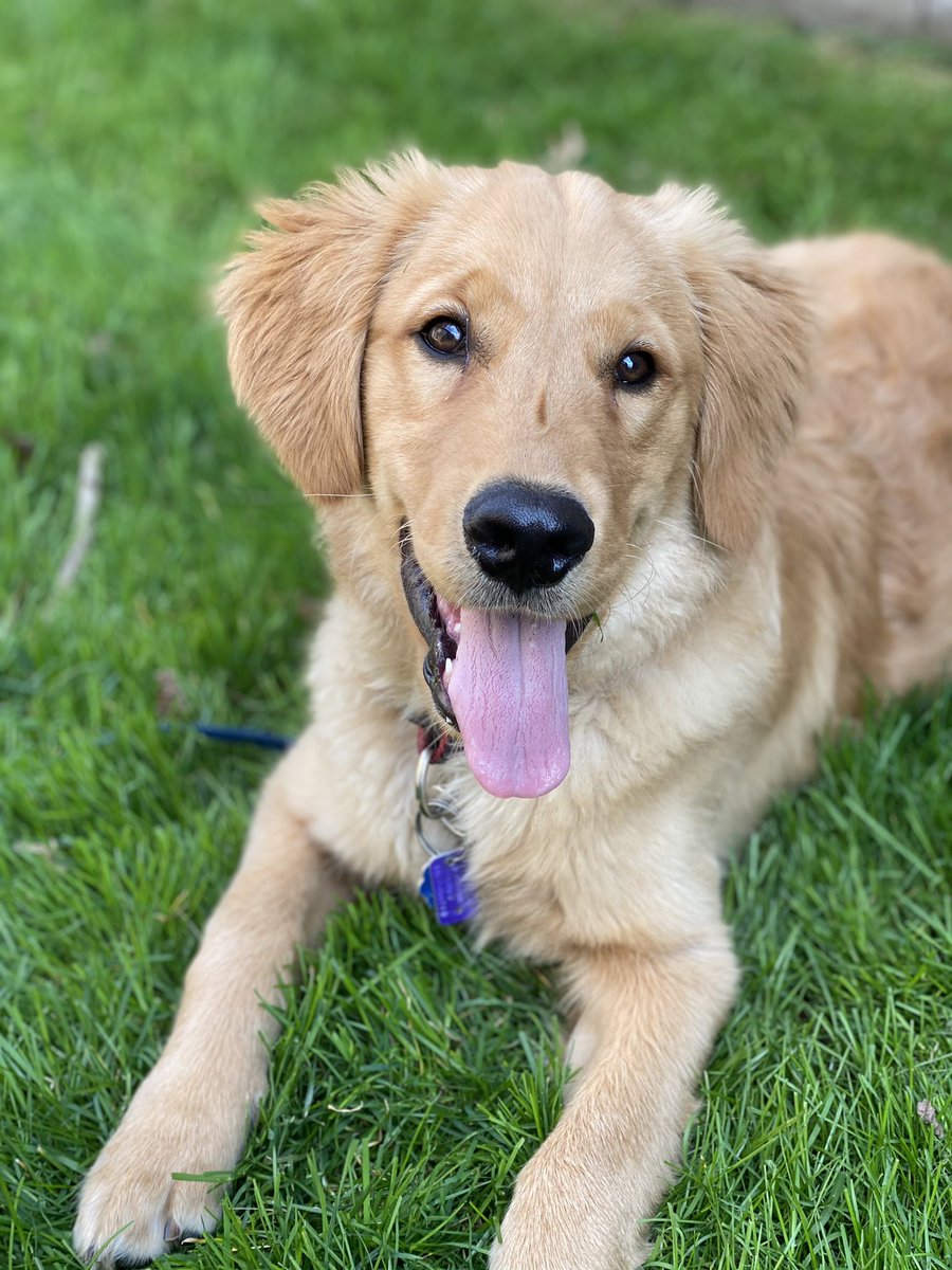 mpop14's tweet photo. @BuschBeer ROVER DOYLE:
-does not shy away from tasting ANYTHING, all food groups included, beer, grass, poop, scraps, loves all flavors 
-has an infectious smile and attracts allllll doggies
-photogenic and will do anything for a treat https://t.co/rOjao8eQiC
