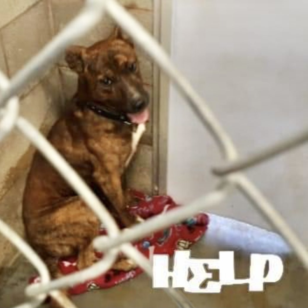 reddogsusie's tweet photo. #TX #ABILENE
🆘🆘5 MONTHS IN HIS KENNEL Scooby 1yo boy OWNER SURRENDERED &amp; totally overlooked! Ignored &amp; given little help by staff to find a home! A timid boy who soon warms up with ppl &amp; beautiful markings. Pls #ADOPT #PLEDGE #RESCUE #A45923483 
https://t.co/gLqbbL50qQ https://t.co/Fhqrpluh3s