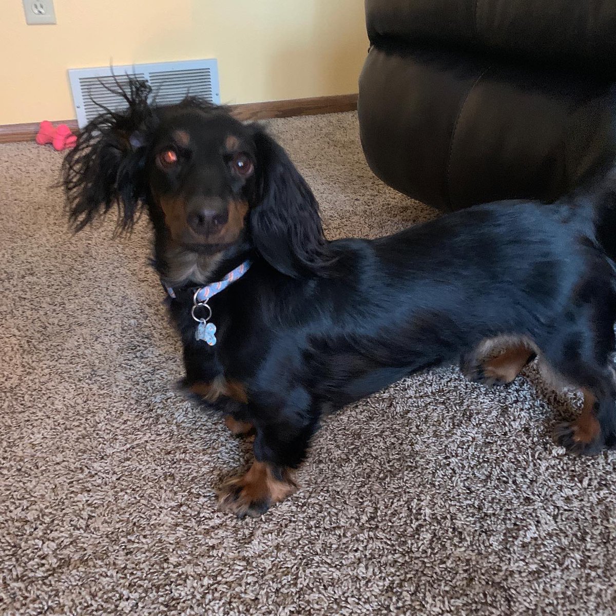 m_stum's tweet photo. @BuschBeer Me: “Frank.. what did you do today while I was at work?”

Frank: “Happy hour isn’t just for humans!”

Frank the miniature dachshund loves his brew with orange bell pepper and cheese(shredded preferably!)

#BuschCTOcontest

#dachsundsofinstagram #germanslovebeer https://t.co/R8i1p2Pkqs