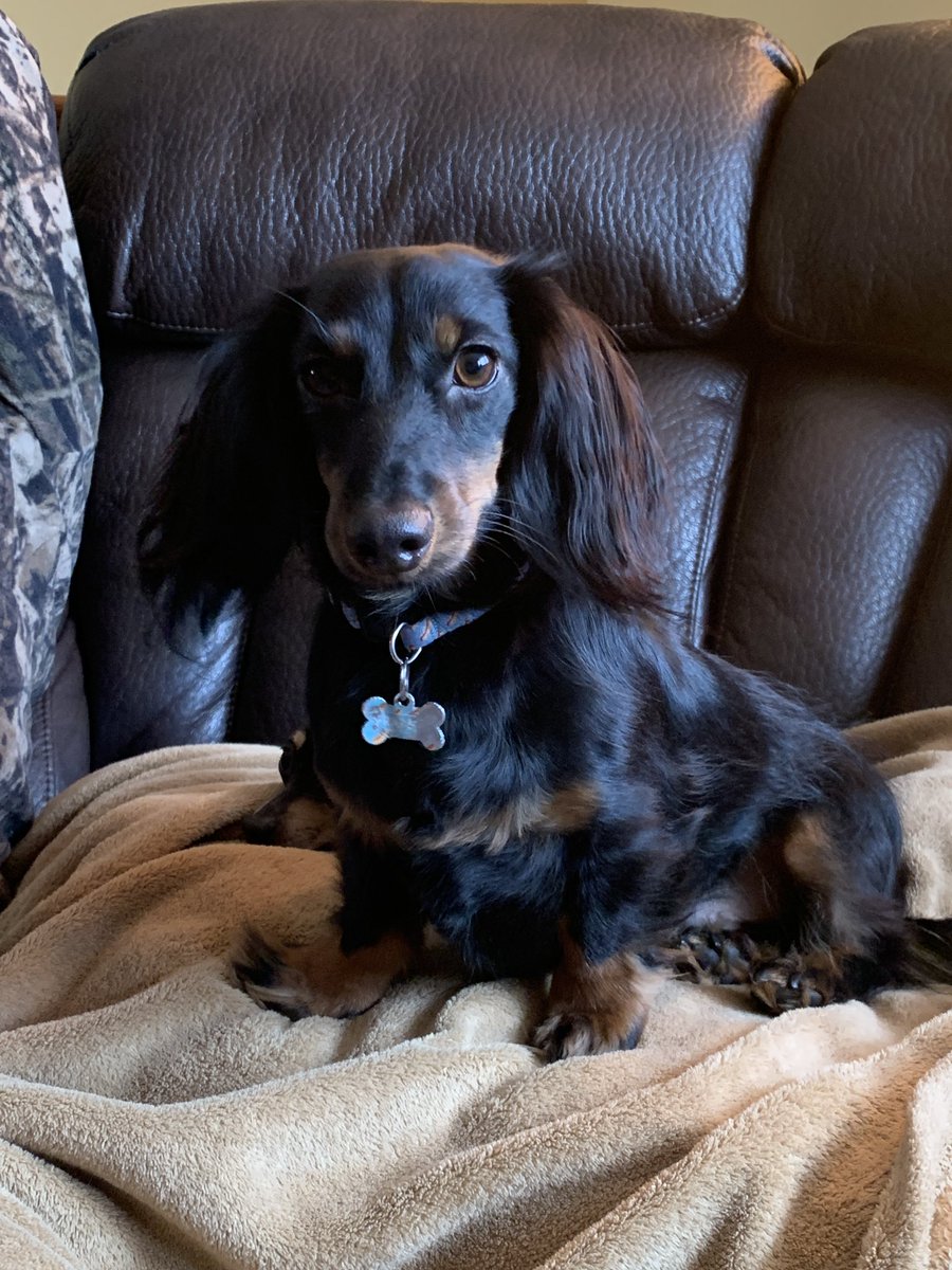 m_stum's tweet photo. @BuschBeer Me: “Frank.. what did you do today while I was at work?”

Frank: “Happy hour isn’t just for humans!”

Frank the miniature dachshund loves his brew with orange bell pepper and cheese(shredded preferably!)

#BuschCTOcontest

#dachsundsofinstagram #germanslovebeer https://t.co/R8i1p2Pkqs