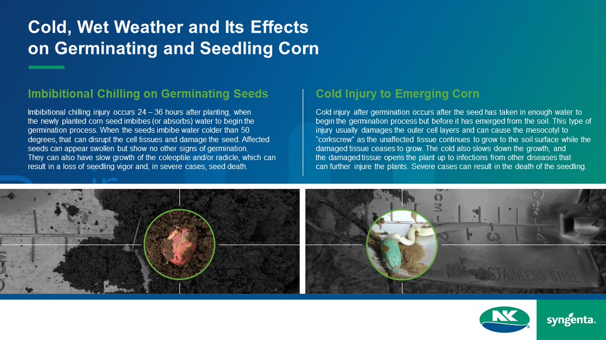 ScottGard5's tweet image. Soils are drying out but the 6-10 day forecast is calling for below normal temps.  First 48 hours after planting are critical, when the seed absorbs water to begin the germination process. Cold water causes imbibitional chilling injury and can damage or kill the seed.