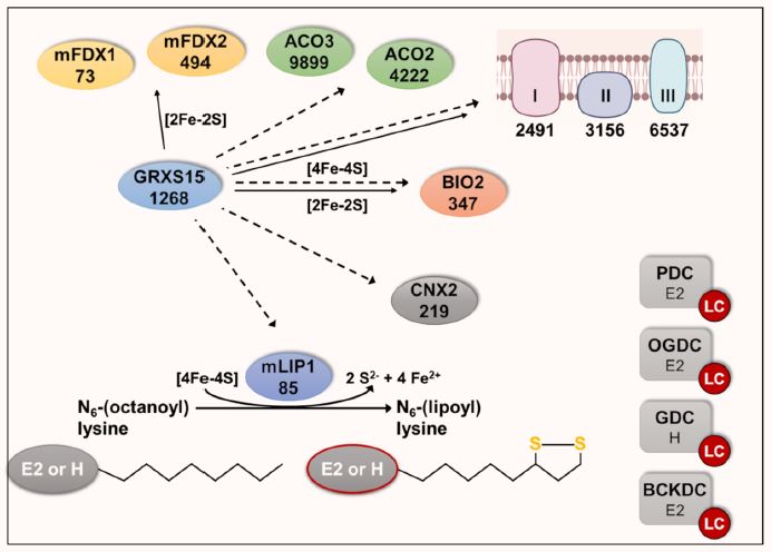 Plant Physiology (@plantphys) on Twitter photo The function of glutaredoxin GRXS15 is required for lipoyl-dependent dehydrogenases in mitochondria #PlantSci <a href="/AnnaMoseler/">AnnaMoseler</a> and <a href="/RedoxUBonn/">Andreas Meyer</a> <a href="/WirtzLab/">WirtzLab</a> <a href="/LabBiochemistry/">Hildebrandt Lab</a> <a href="/schwarzland_lab/">Plant Energy Biology Lab</a> academic.oup.com/plphys/advance… The function of glutaredoxin GRXS15 is required for lipoyl-dependent dehydrogenases in mitochondria #PlantSci <a href="/AnnaMoseler/">AnnaMoseler</a> and <a href="/RedoxUBonn/">Andreas Meyer</a> <a href="/WirtzLab/">WirtzLab</a> <a href="/LabBiochemistry/">Hildebrandt Lab</a> <a href="/schwarzland_lab/">Plant Energy Biology Lab</a> academic.oup.com/plphys/advance…