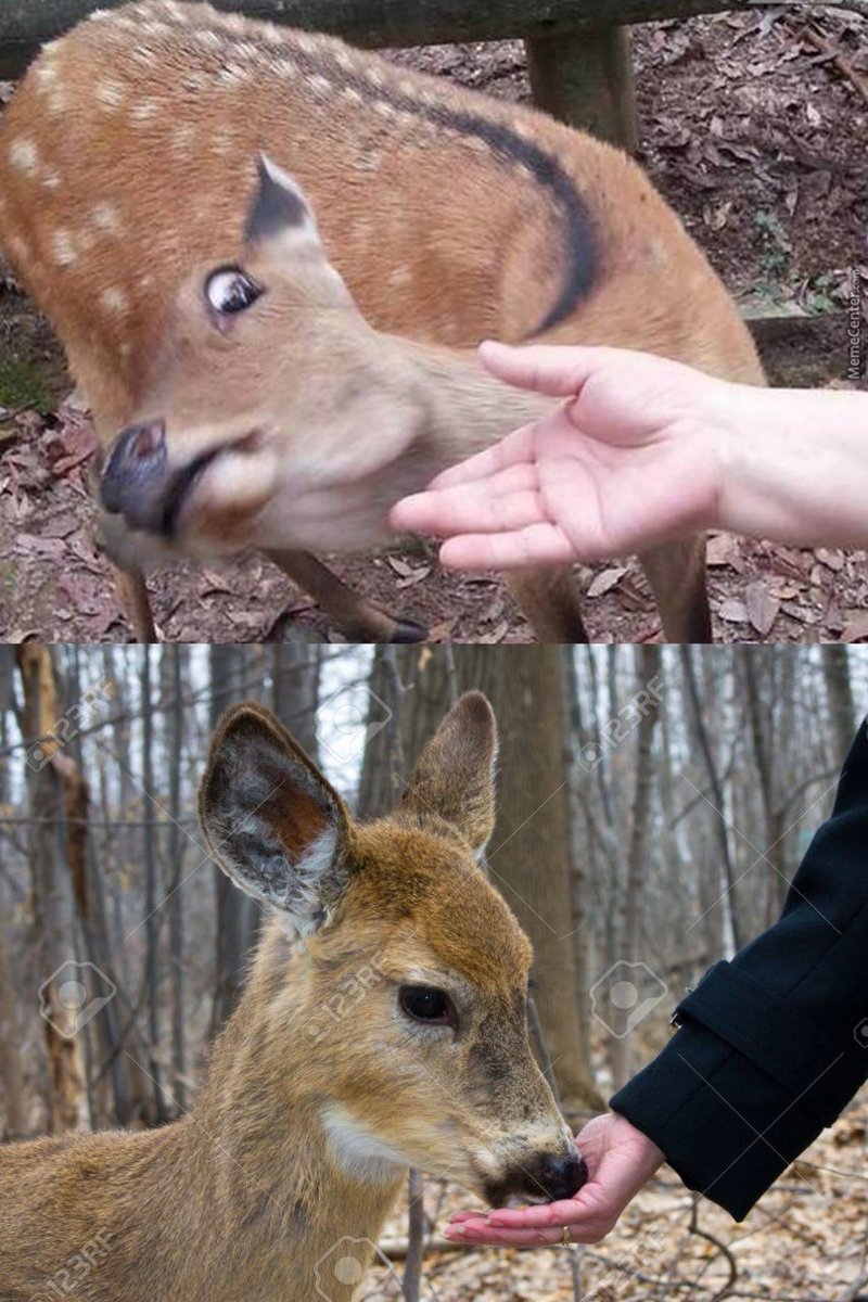 I couldn't find any memes of rubies or sika deer but I got this.