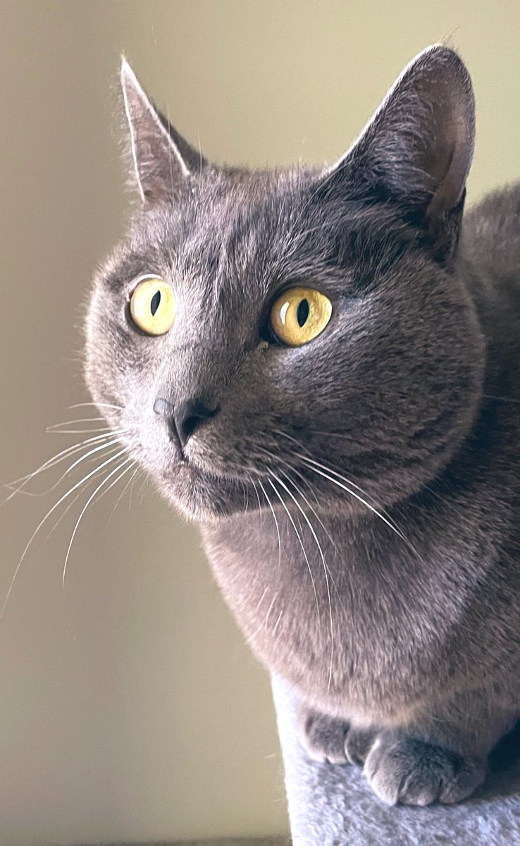 Thank you for all your kind messages over the last couple of weeks. Dad will reply to them all ASAP. Kitty Twitter is an amazing and supportive community. We’ll be back over the weekend. Love to all. Me-me-meow! ♥️💜🐾 
#catsoftwitter #cats