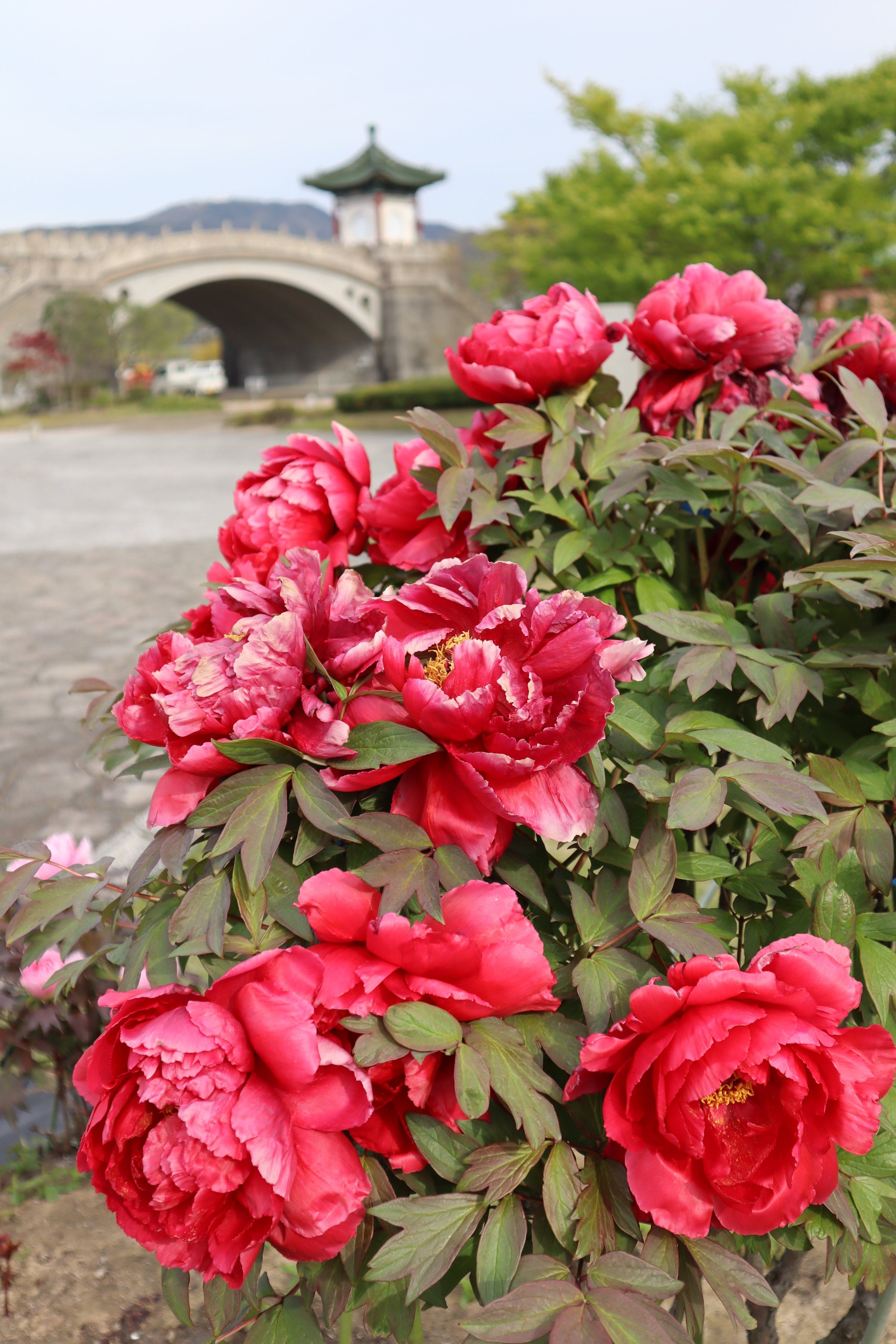 中国庭園燕趙園 燕趙園の春の花 ついに燕趙園でも牡丹の見頃を迎えています 燕趙園隣にある牡丹園では鮮やかな牡丹 が気持ちを和ませてくれています 中国の花と言えば 牡丹を思い浮かべる方も少なくないでしょうか 花言葉は 風格 富貴