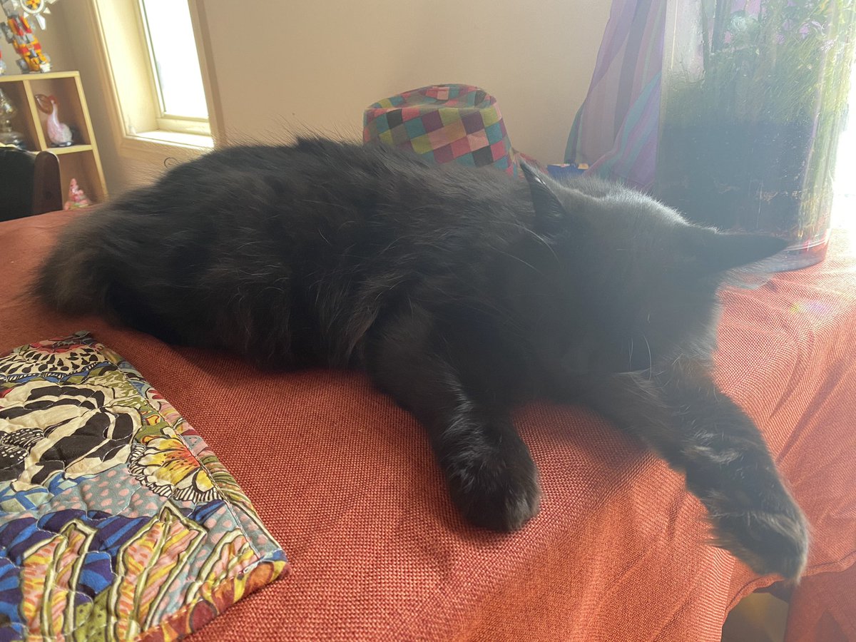 CodeTravelled's tweet image. When it’s been a hard morning of walking on keyboards and you just need a nap...

#techKitty #catsofinstagram #techSupport