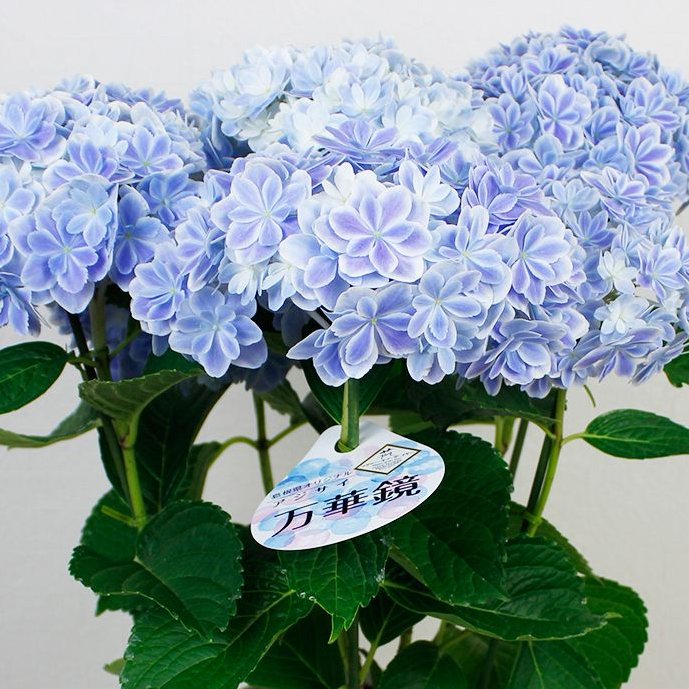 はなどんやアソシエ 春のお花がたくさん入荷中 21年の母の日は5月9日 日 紫陽花 万華鏡 母の日ギフトとしても販売していますが ご自分で楽しむ為に購入される方も多い 人気の品種です T Co Rdqzynznyl 万華鏡 銀河 茜雲 島根 アジサイ