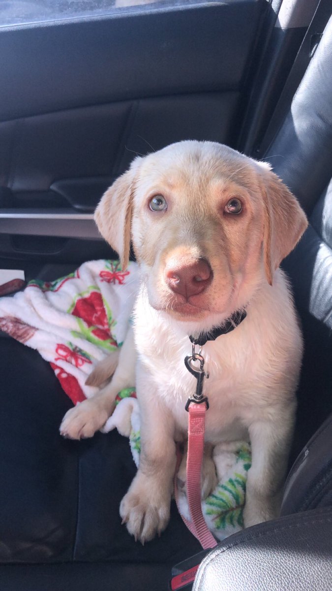 bryleedodd's tweet photo. @BuschBeer This is Busch!!!❤️ and yes we named him after Busch Beer❤️He attempts to drink his dads and moms beer! He has such a bubbly little personality! He loves playing outside! He can’t wait to try a cool Busch Dog Brew🐶 #BuschCTOcontests https://t.co/mqIOnvR3fW