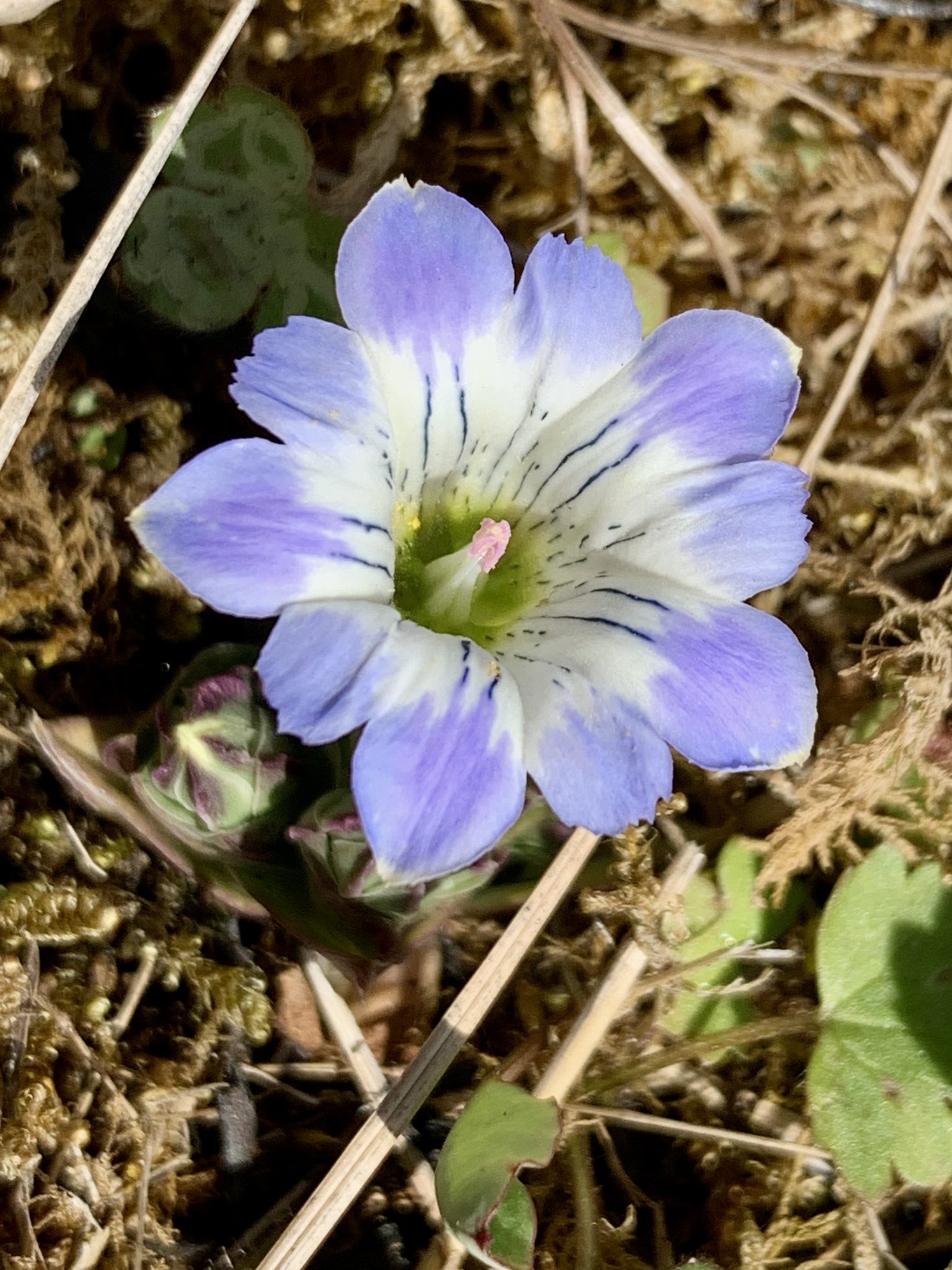 Cloudsailor 星羅の一日一花 ハルリンドウ 春竜胆 春に咲く小さめのリンドウ 長さ2 3cmの漏斗状の青紫色の花 日当たりの良いやや湿った山野や湿地に生える リンドウ科リンドウ属 日本 朝鮮半島 中国に分布 Gentiana Thunbergii Flowers