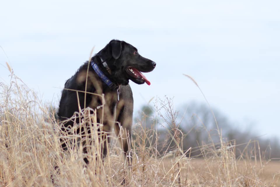 ACavey4's tweet photo. River just wants to play ball and drink Busch #Sweepstakes #BuschCTOcontest https://t.co/VuY349scHs