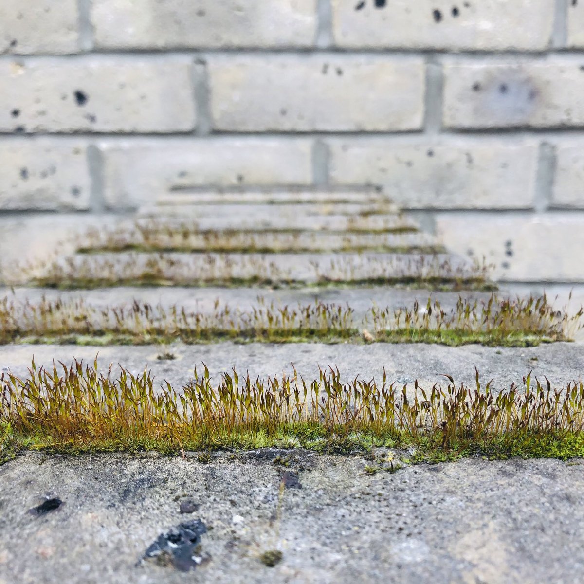 joannaofottawa's tweet photo. Moss forests on London bricks. Kay Street, E2. #moss #LondonBricks #Hackney #eastlondon https://t.co/HKThiU1Tot
