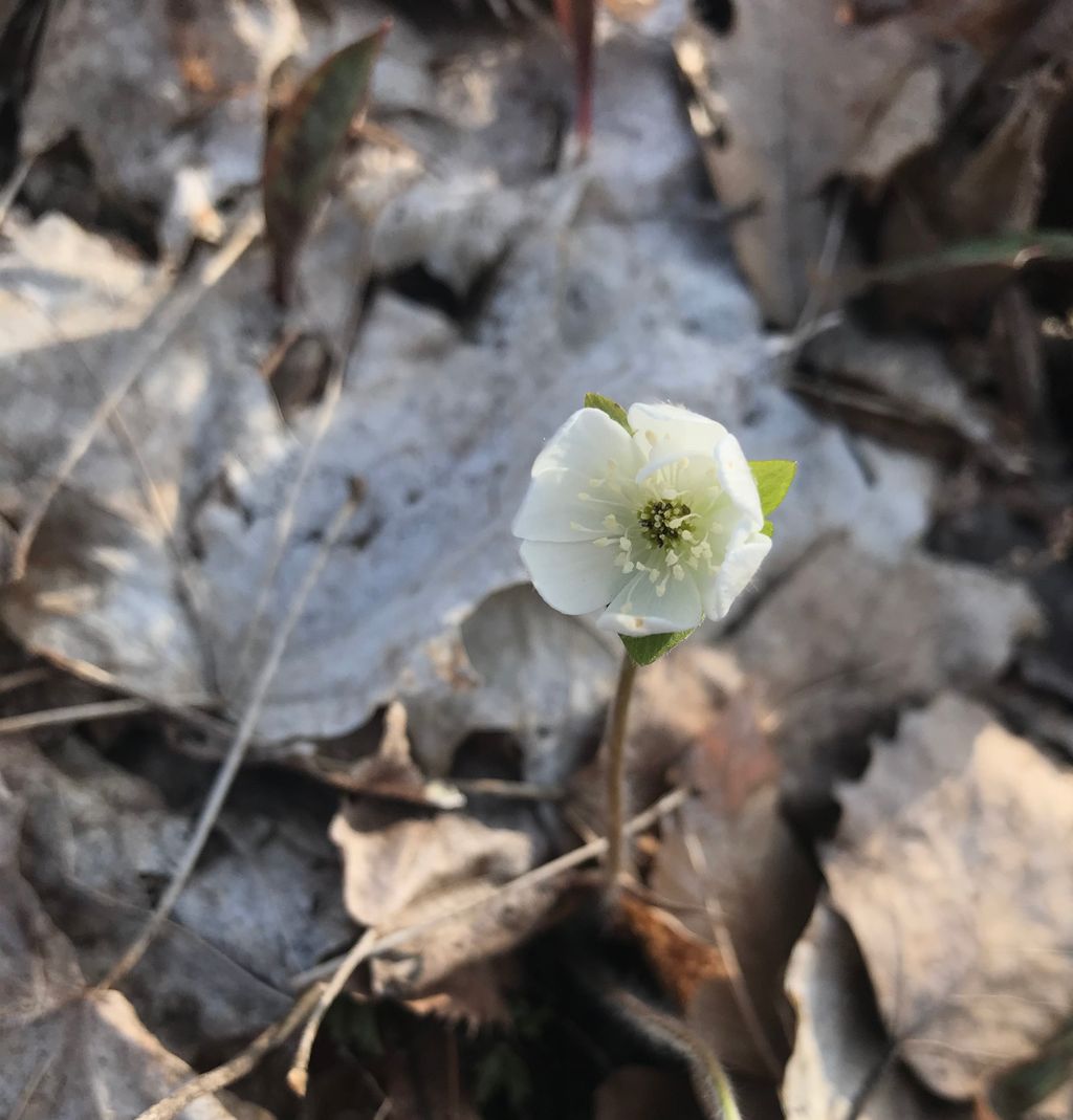 Share your vision for the Conservancy! We depend on feedback from the community to fulfill our mission and to evolve.

We invite you to participate in a 10-12 minute online survey: buff.ly/3uTDhbU