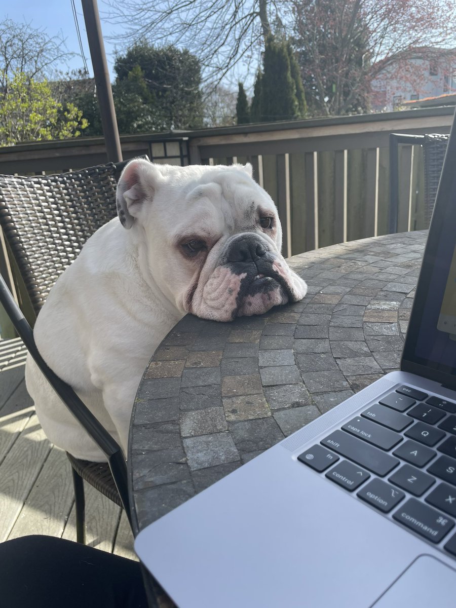 Norman likes to keep me company when I work outside 🥰