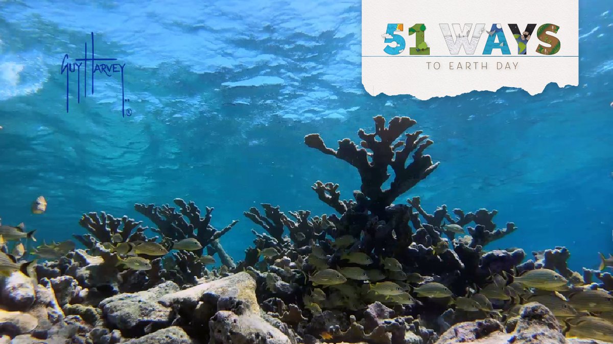 DiscoveryEd's tweet image. Get ready for #EarthDay with Expedition Notebook: Ocean Acidification from @DrGuyHarvey 🌊 

Jessica Harvey as she discusses the growing threat that could change the very nature of where animals and plants live in the ocean. bit.ly/2QEOZZb #GHOF