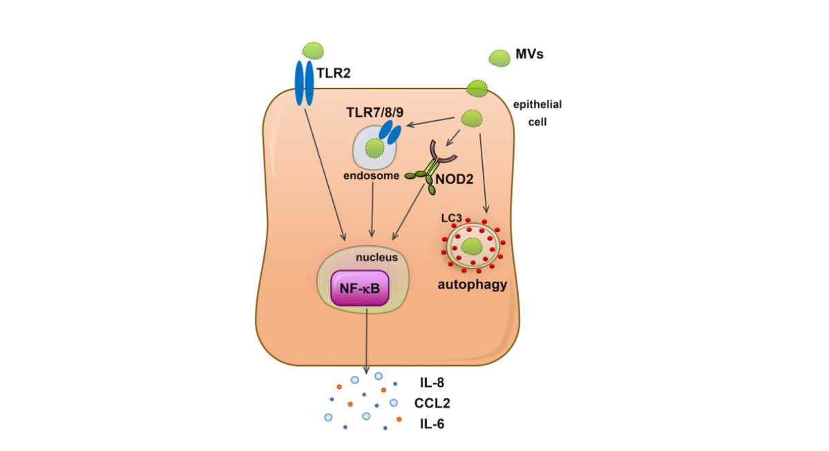 NatalieJBitto's tweet photo. Excited to share the summary of our findings published in JEV showing S. aureus membrane vesicles contain DNA, RNA and peptidoglycan that activate TLRs, NOD2 and induce autophagy in host epithelial cells.
@LTUresearchers @IsevComms
https://t.co/4vOgMs3Vl9 https://t.co/eKh5IxEEEz