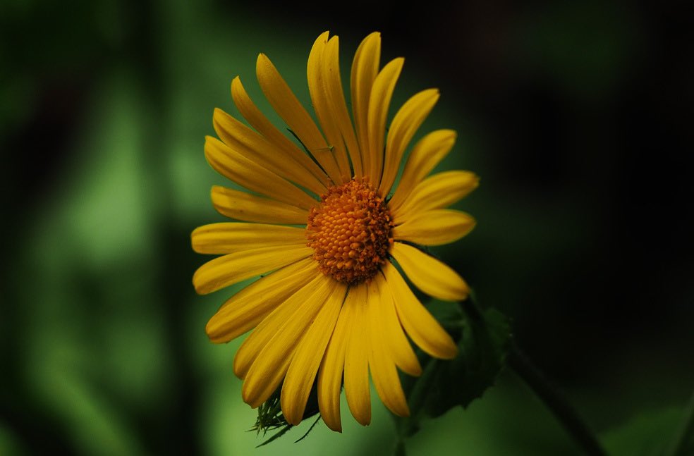 Peter James tweet media