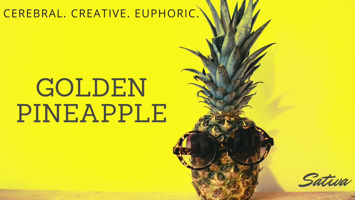 TroveCannabis's tweet photo. #strainhighligh Golden Pineapple: Golden Goat x Pineapple Kush. A fruity strain that will boost your mood and provide you energy to seize the day! https://t.co/QjNwZxaaXD