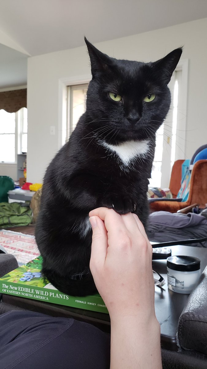 DeepSeaDurkin's tweet photo. Shoutout to my TAs this week, I couldn't teach online without them!

Special thanks to Bowtie the cat for typing a bunch of 4s on the slide while I was teaching. 👍

 And good thinking, Hero the dog, for saving "Presentation 1.pptx" to the cloud! https://t.co/4EkH8fmKIN